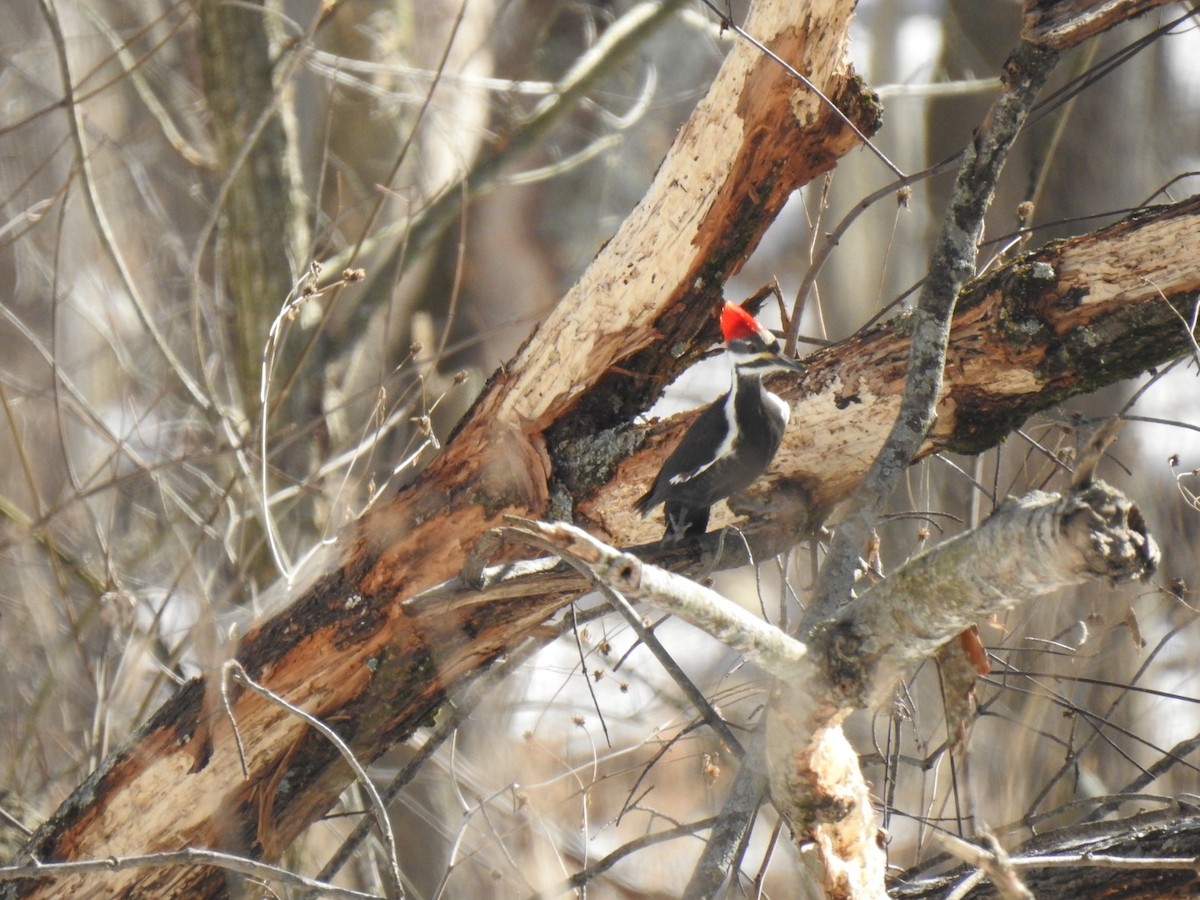 Pileated Woodpecker - ML311772021