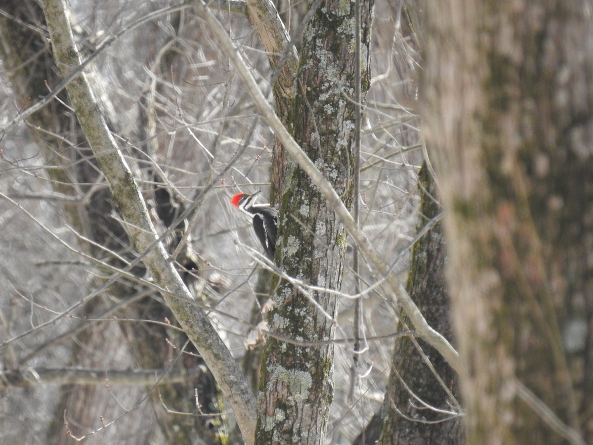 Pileated Woodpecker - ML311772041