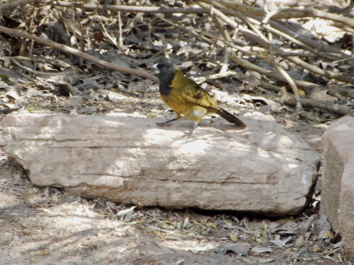 Crimson-collared Grosbeak - Deb Eiger