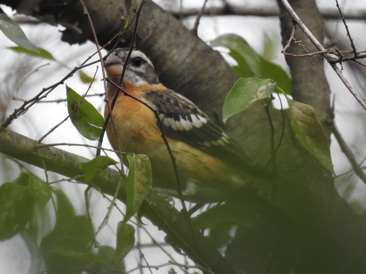 Black-headed Grosbeak - ML311773761