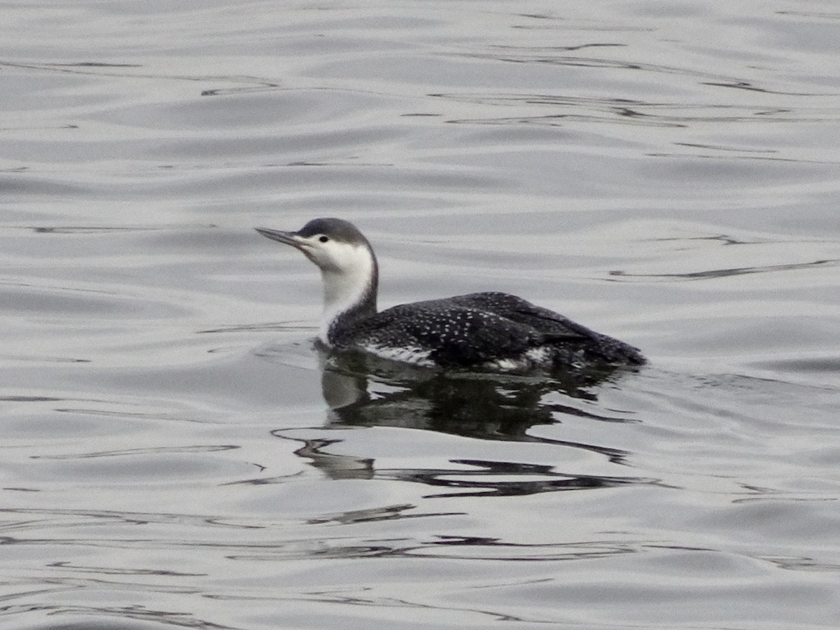 Red-throated Loon - ML311773831