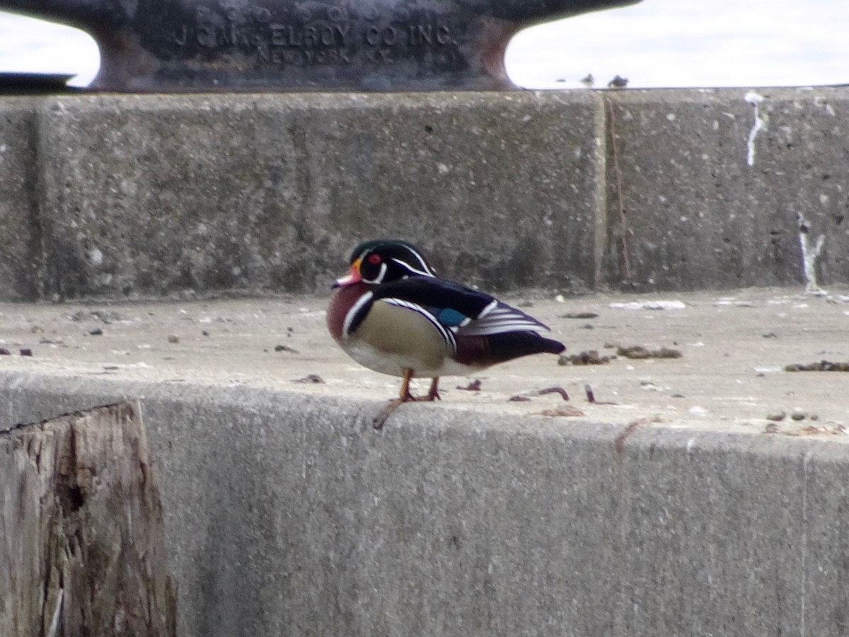 Wood Duck - ML311773881