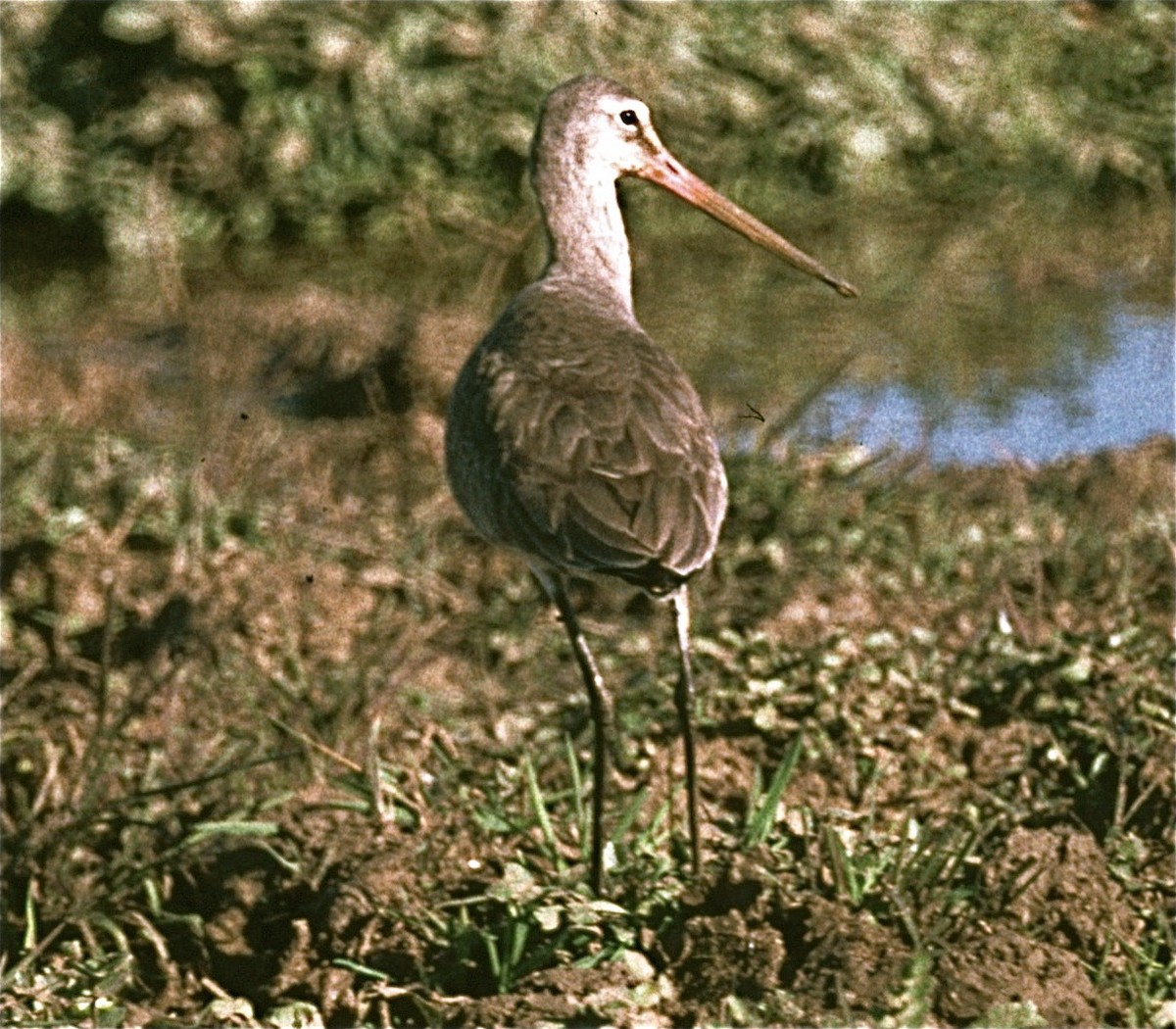 Black-tailed Godwit - Karl Overman