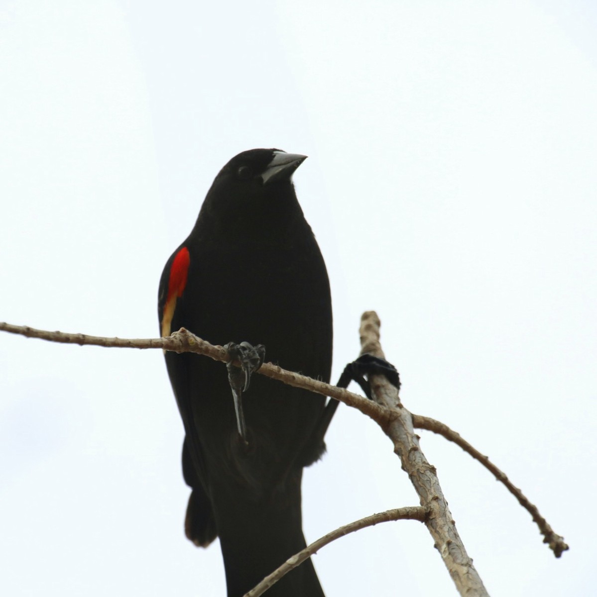 Red-winged Blackbird - Patrick Kohler