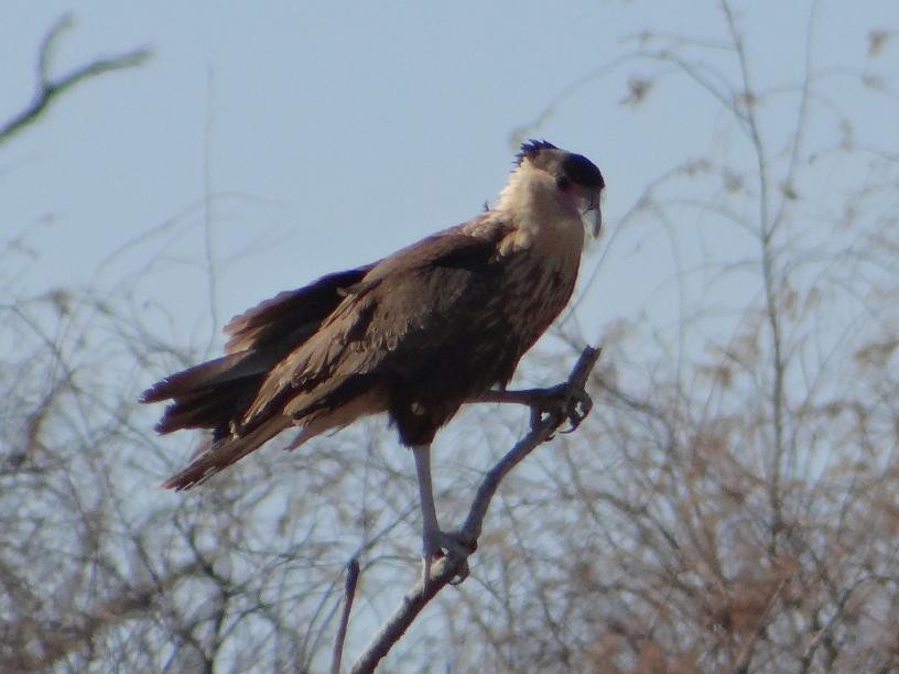 Crested Caracara (Northern) - ML31177471