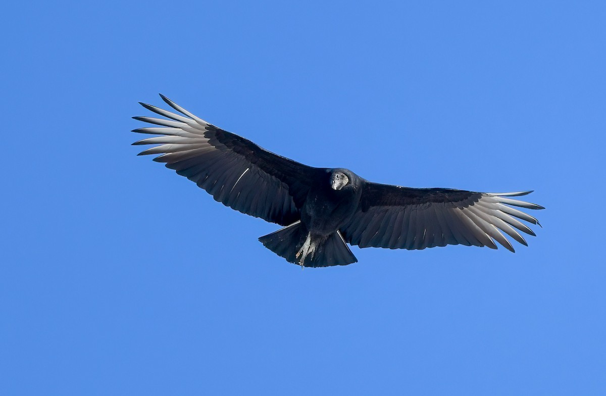 Black Vulture - ML311775661