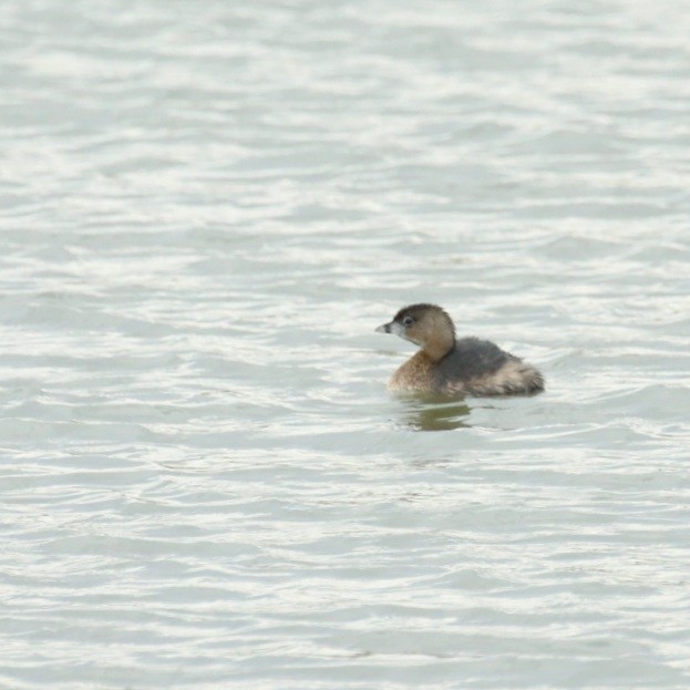 Pied-billed Grebe - ML311775771