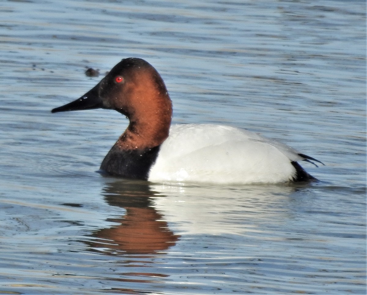 Canvasback - Paul McKenzie