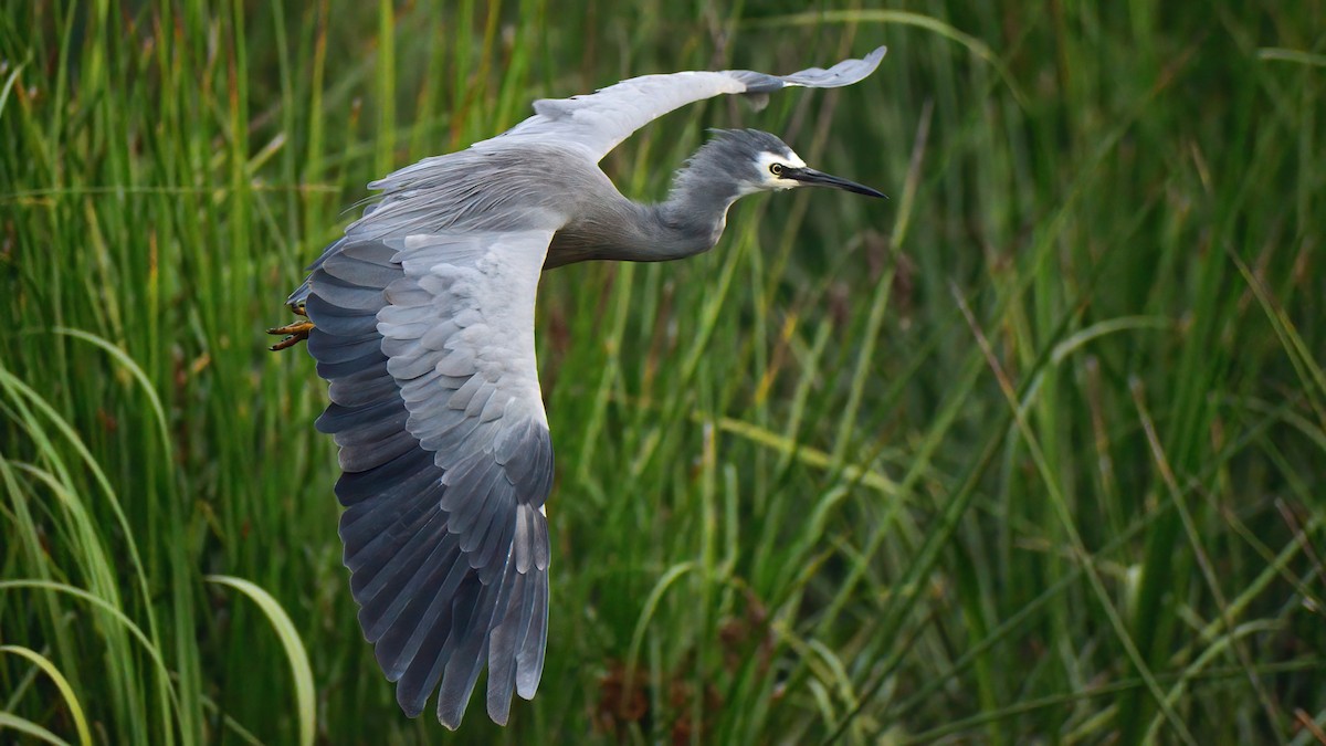 White-faced Heron - ML311776651