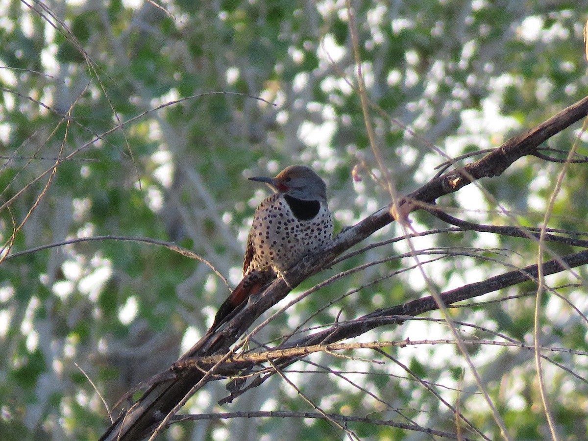 Northern Flicker - ML311778791