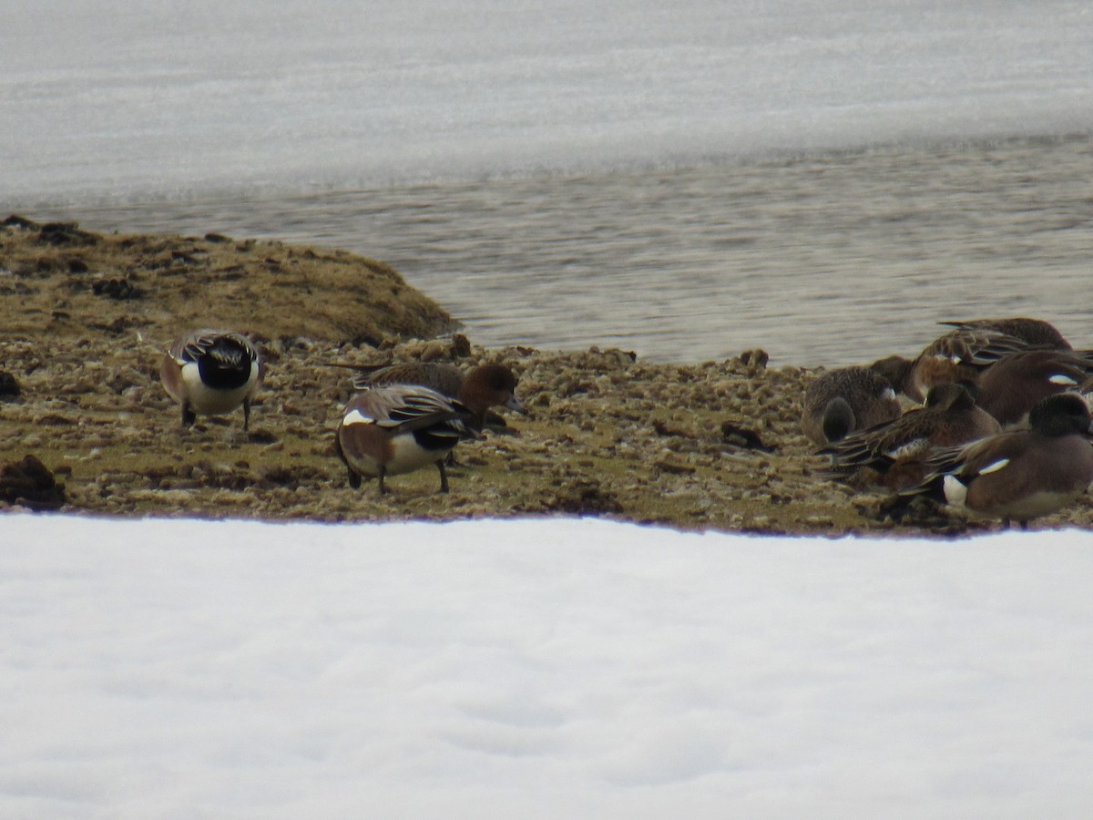 Eurasian Wigeon - ML311779281