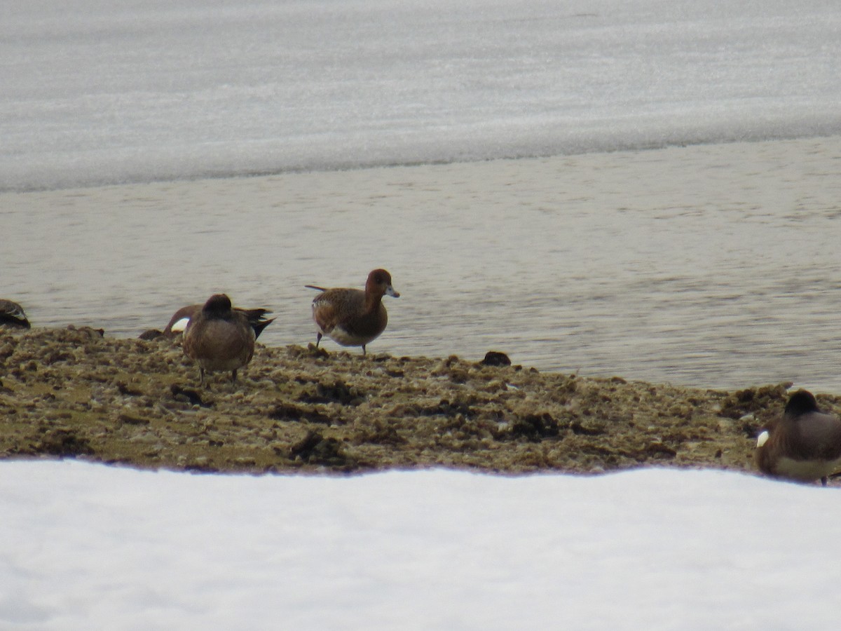 Eurasian Wigeon - ML311779321