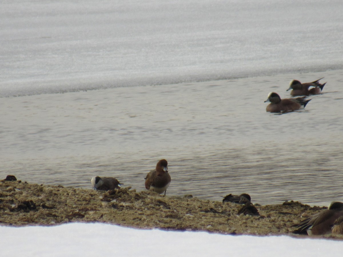 Eurasian Wigeon - ML311779351