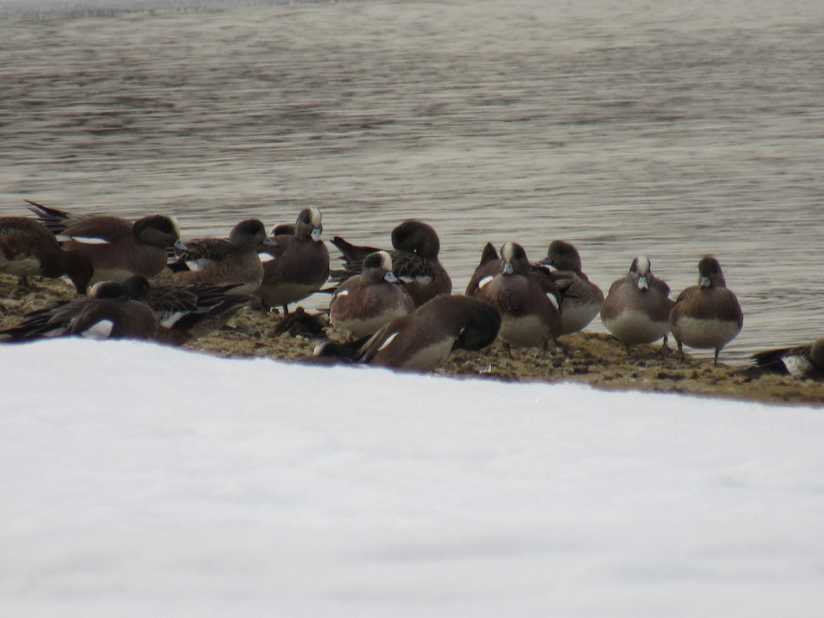American Wigeon - ML311779531