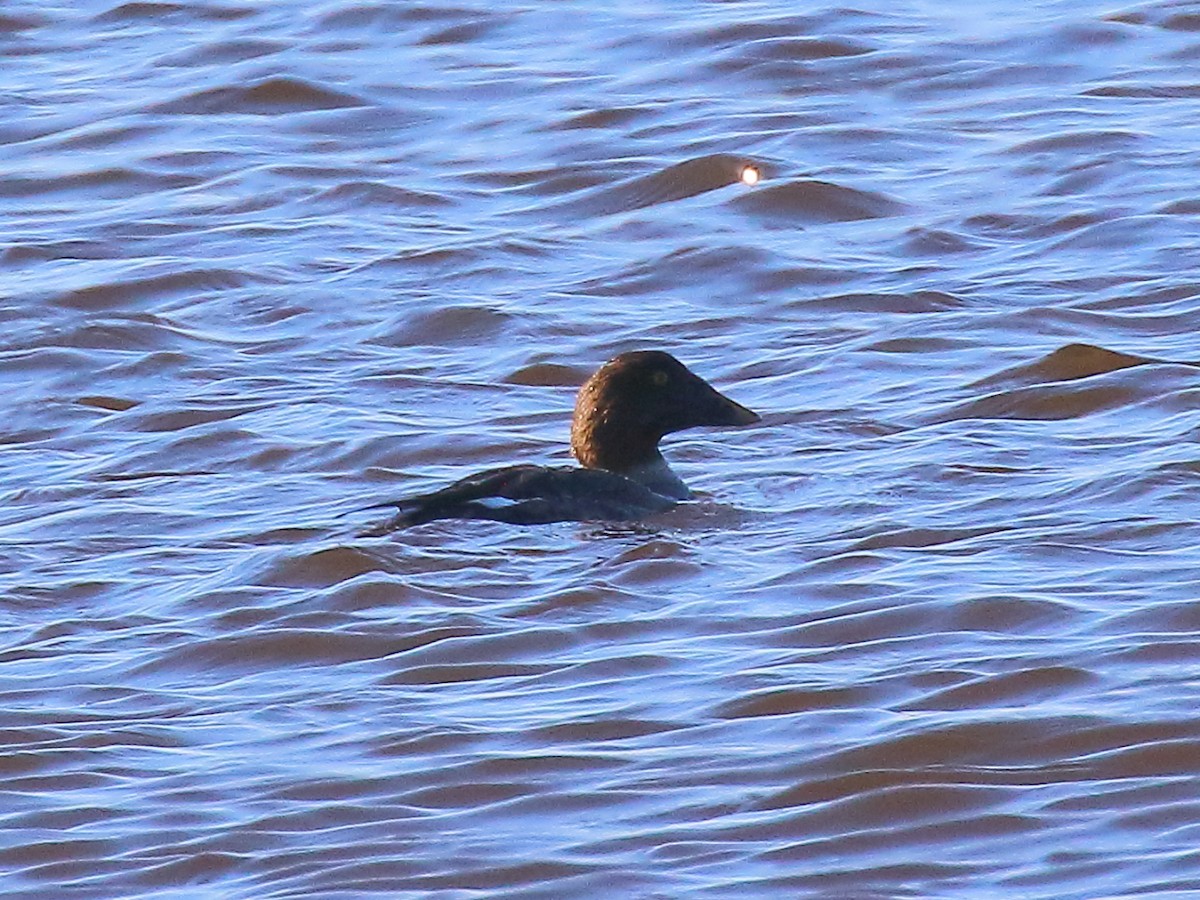 Common Goldeneye - ML311780221