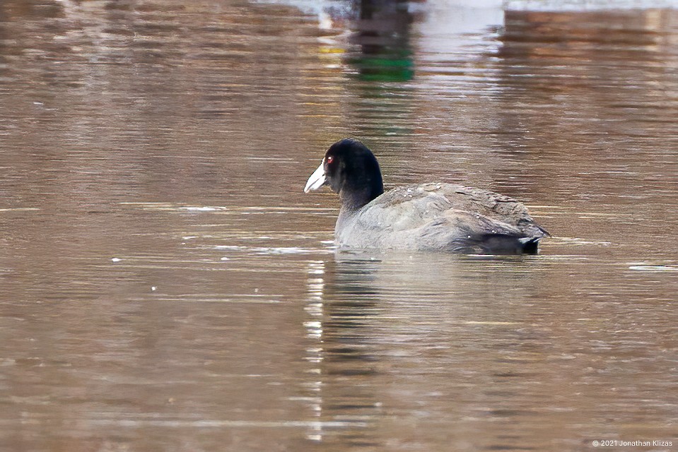 American Coot (Red-shielded) - ML311780601