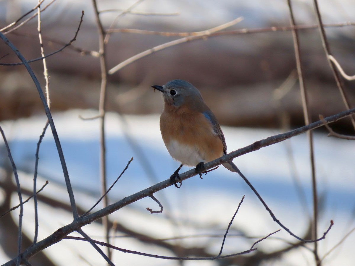 Eastern Bluebird - Marjorie Watson