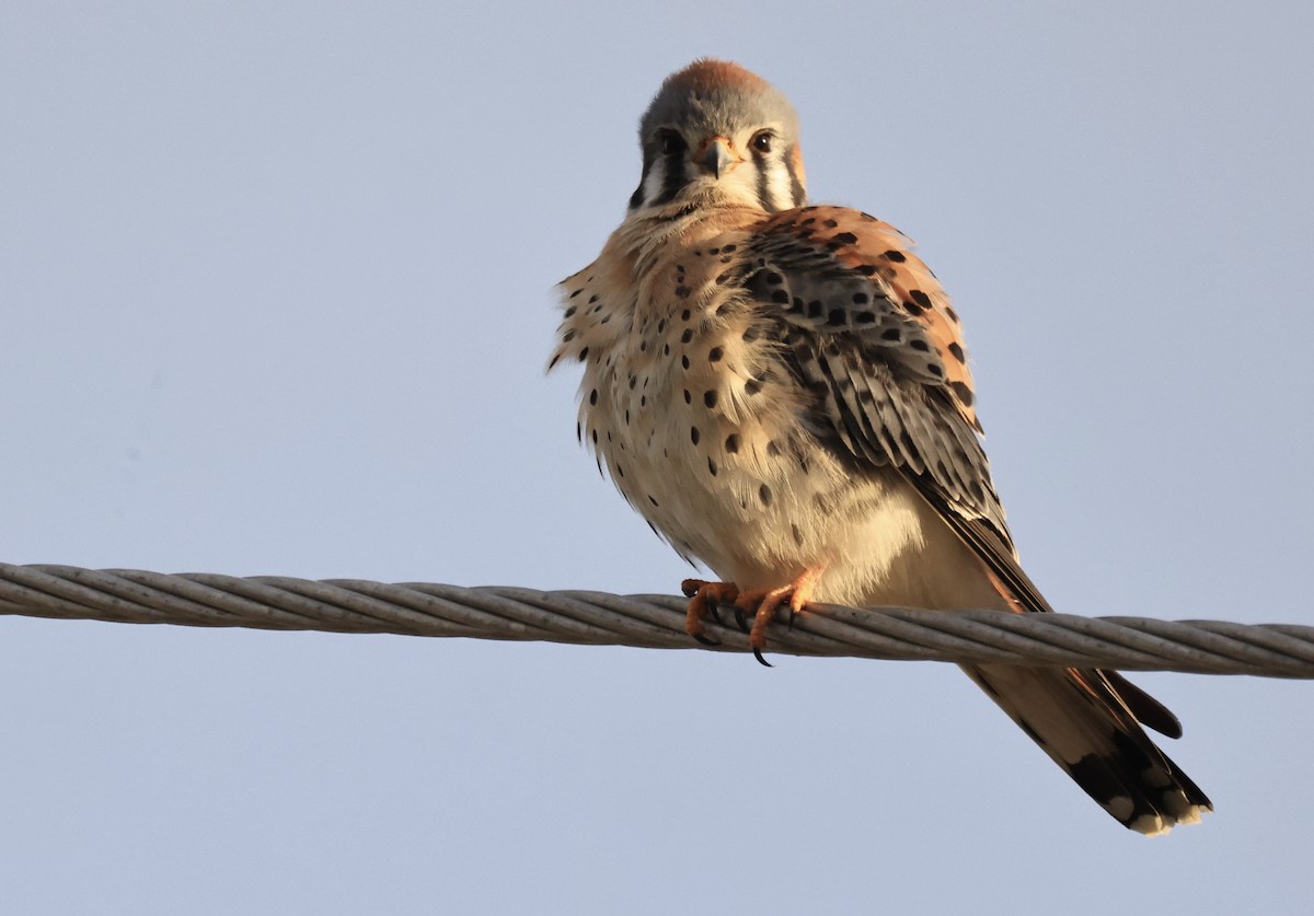 American Kestrel - ML311780781