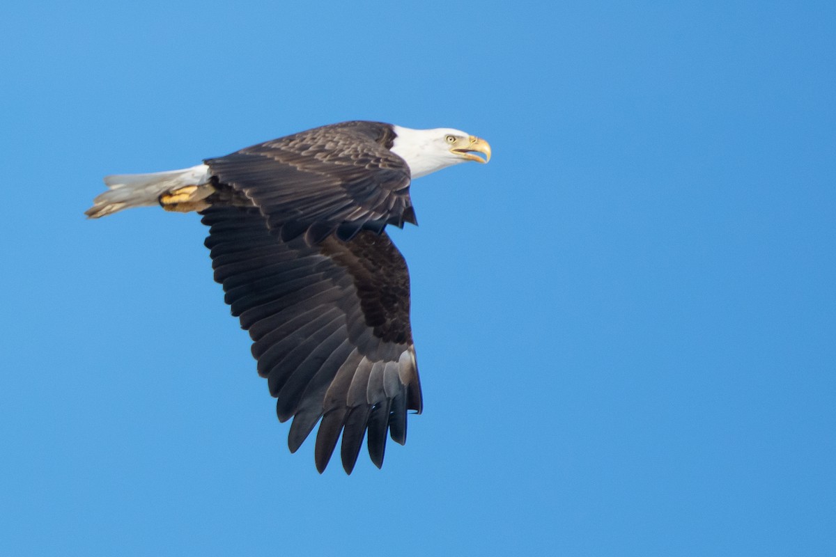 Bald Eagle - Dan Wilson