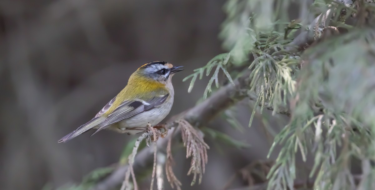 Common Firecrest - Francisco Pires