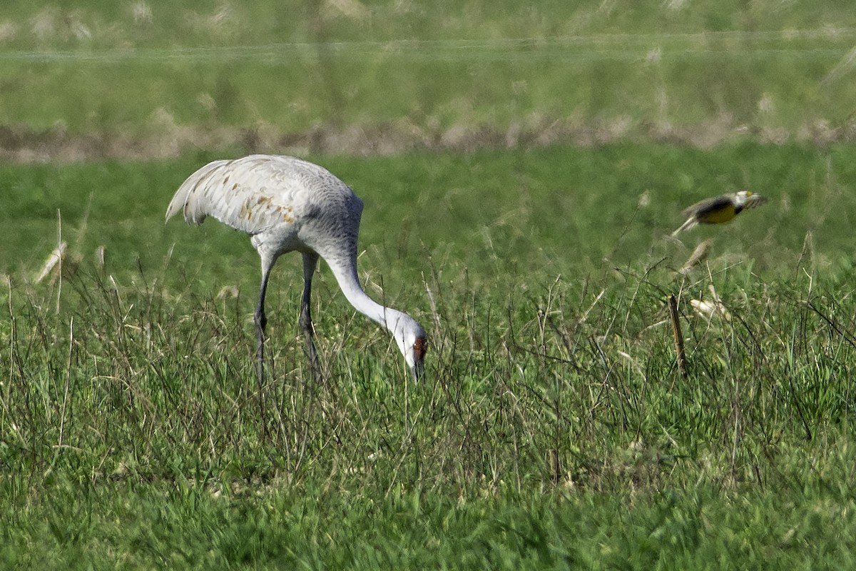 Sandhill Crane - ML311782001