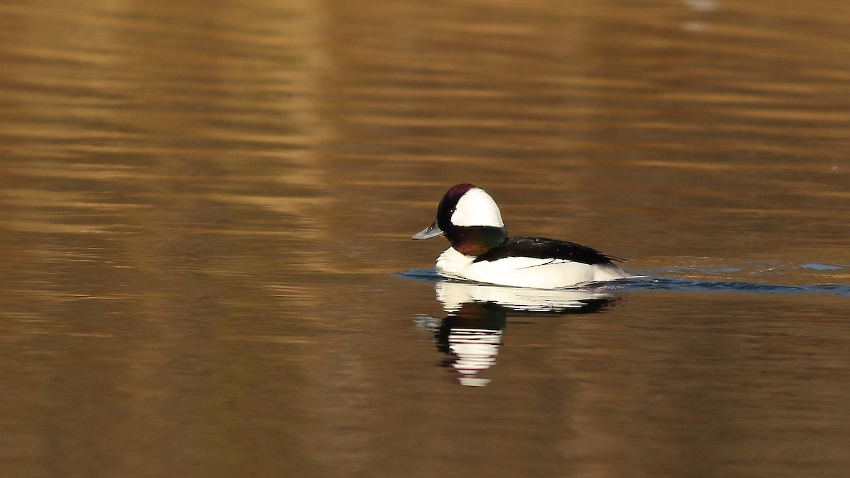 Bufflehead - ML311782131