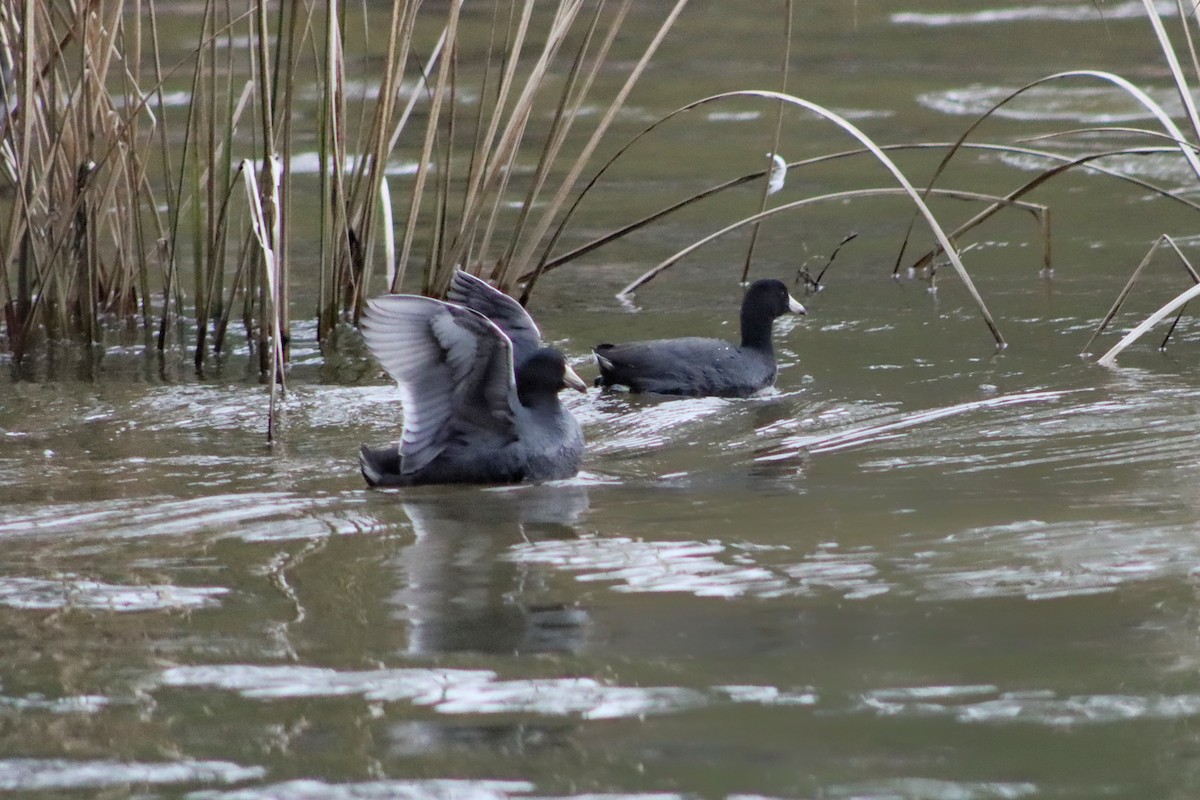 American Coot - ML311782471