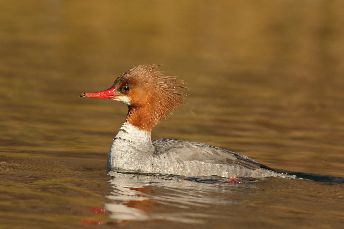 Common Merganser - Andrew Johnson