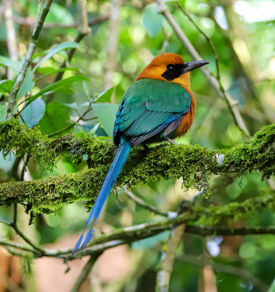 Rufous Motmot - Carlos Roberto Chavarria