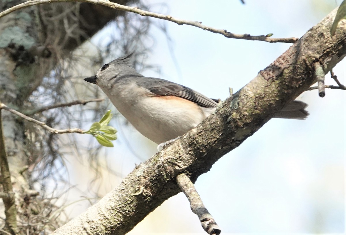 Tufted Titmouse - ML311783871