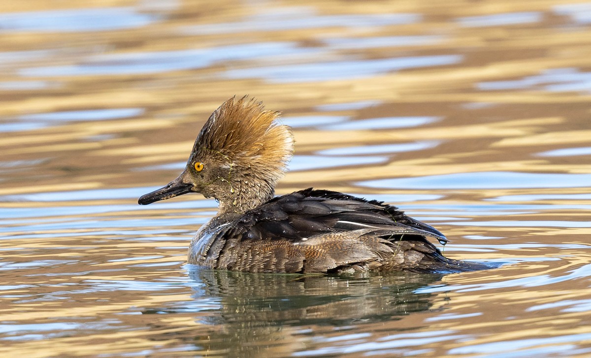 Hooded Merganser - William Richards