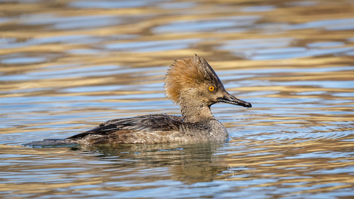 Hooded Merganser - William Richards