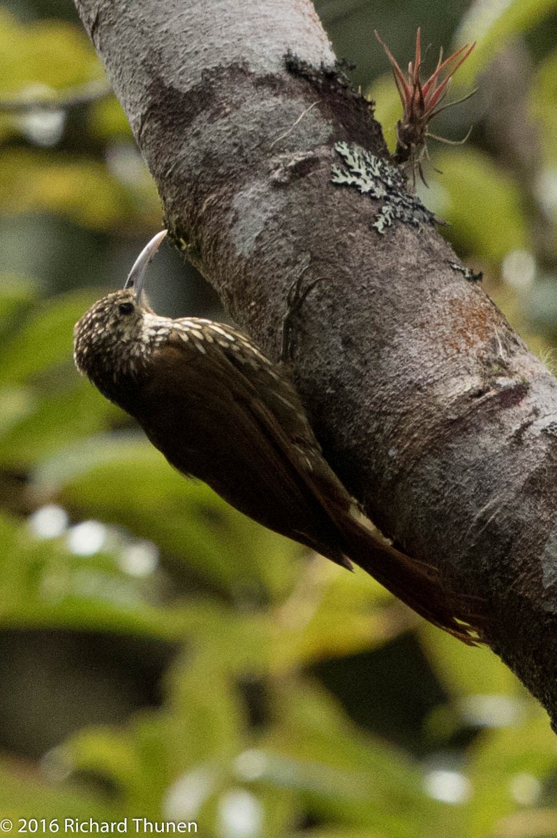 Spot-crowned Woodcreeper - ML311788311