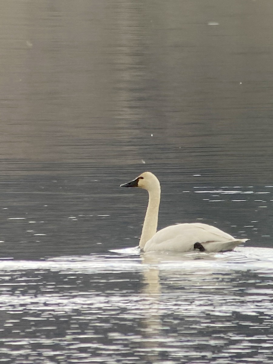 Tundra Swan - ML311790091