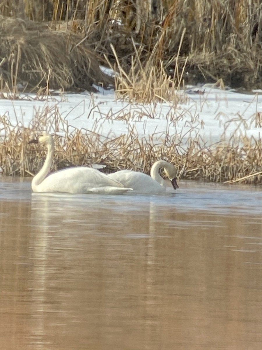 Tundra Swan - ML311790101