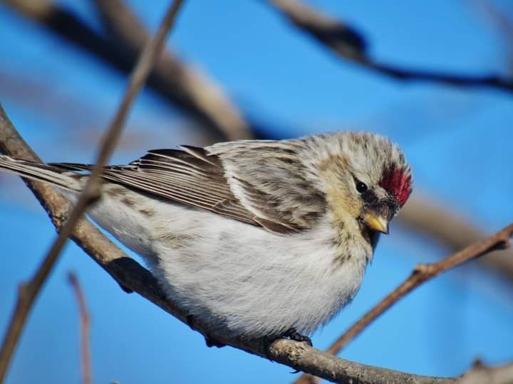 Hoary Redpoll - ML311791251