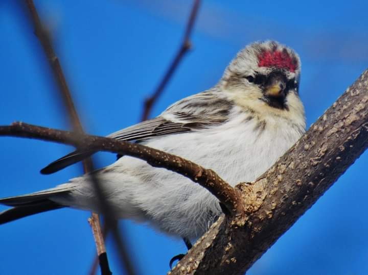 Hoary Redpoll - Elaine Poulin