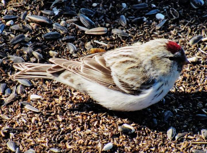 Hoary Redpoll - Elaine Poulin