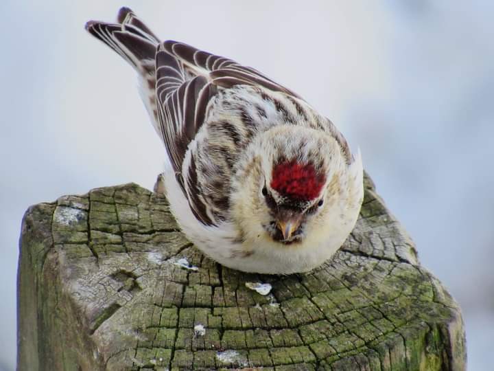 Hoary Redpoll - ML311791341