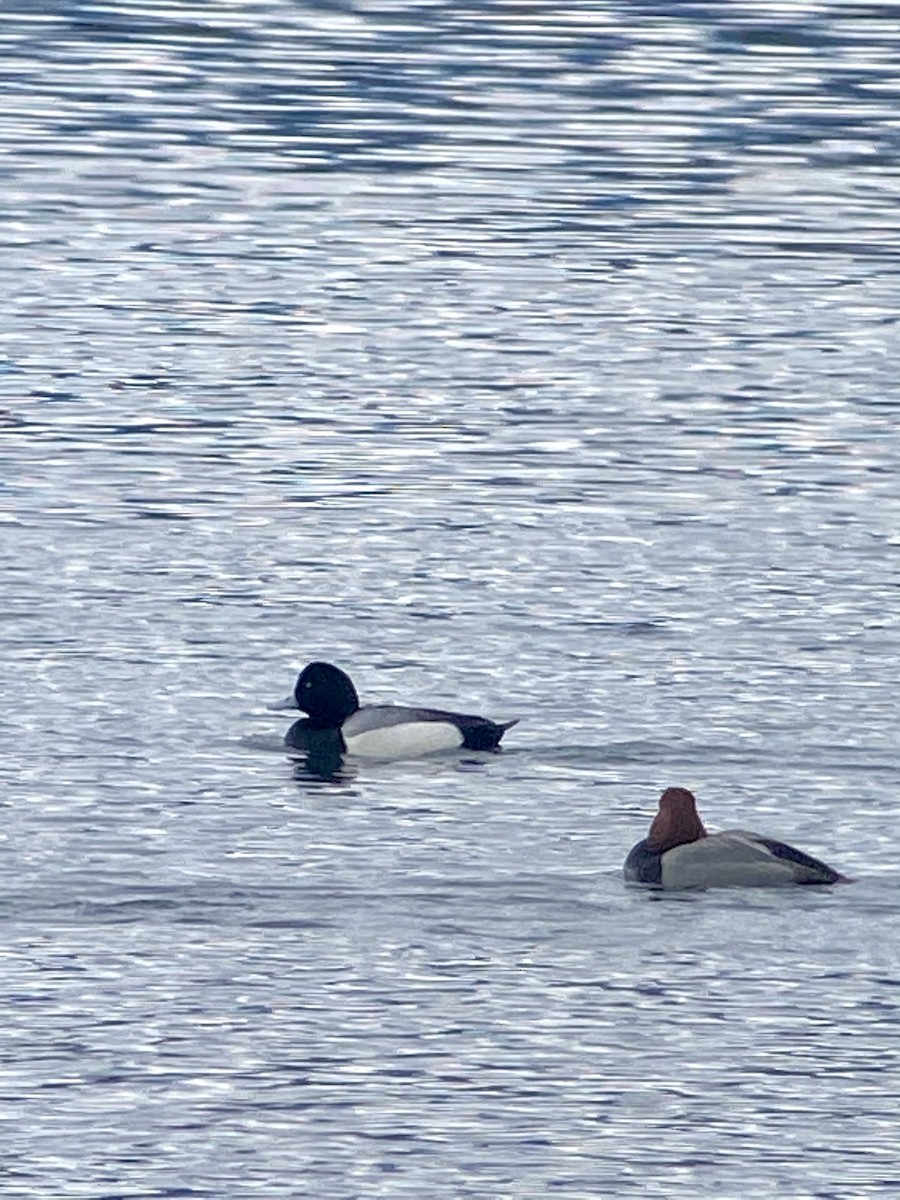Greater Scaup - ML311791491