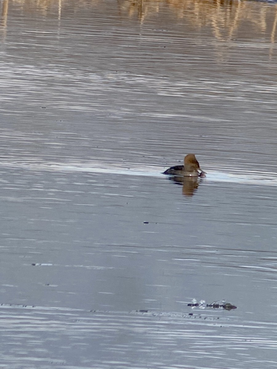 Hooded Merganser - Terry  Little