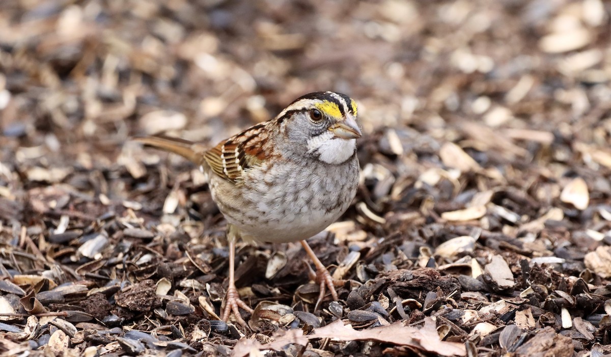 White-throated Sparrow - Grace Simms  🐦‍⬛