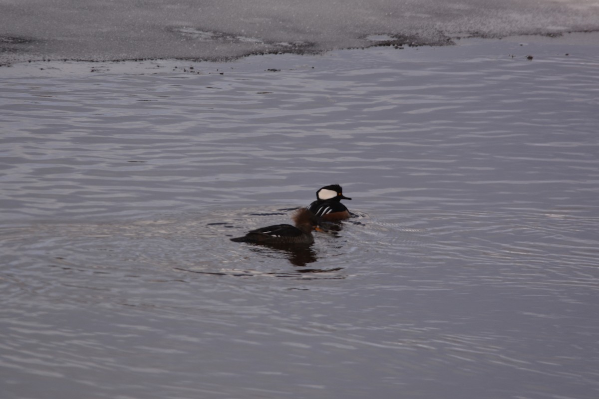 Hooded Merganser - Terry  Little