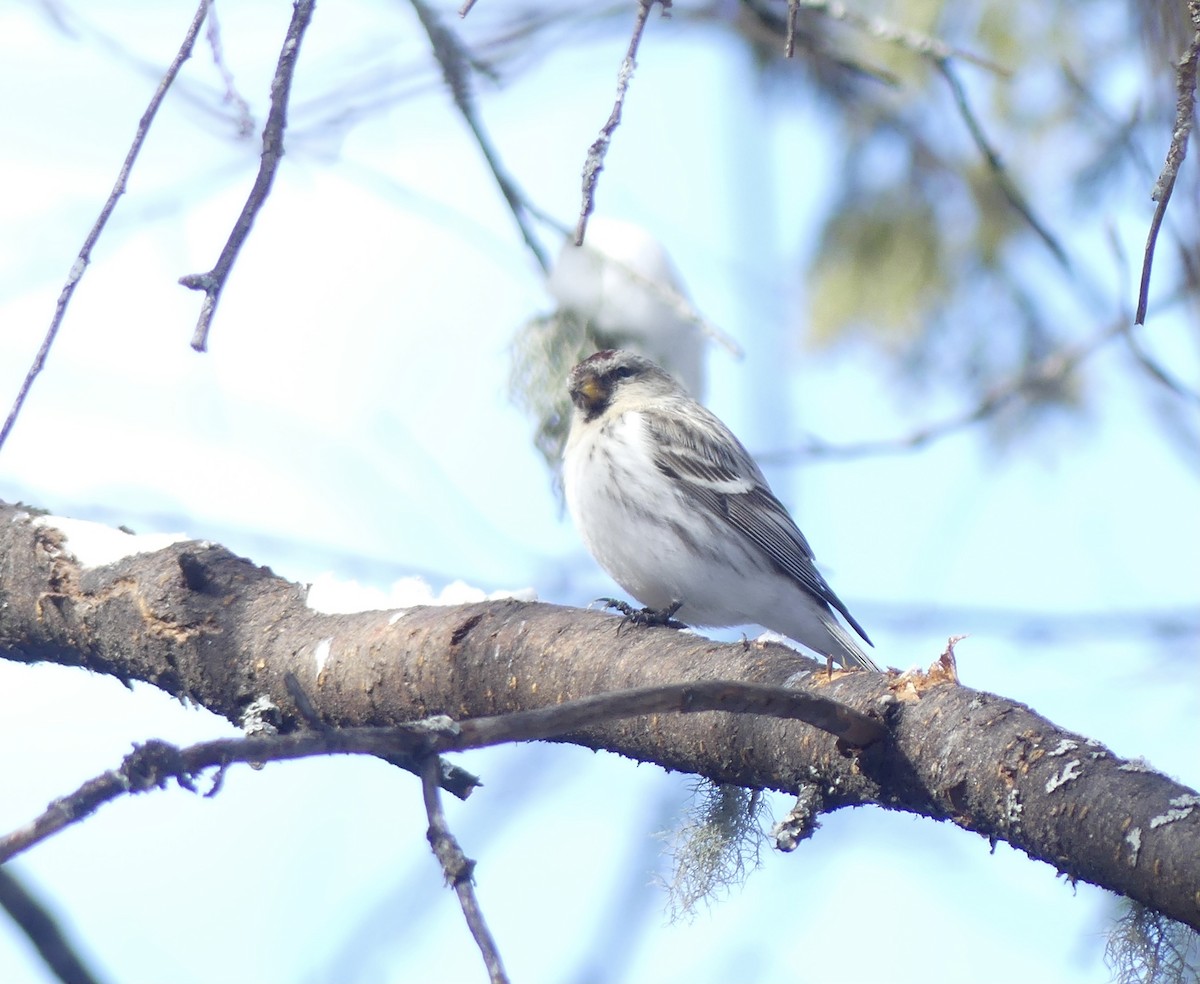 Redpoll (Hoary) - ML311798431