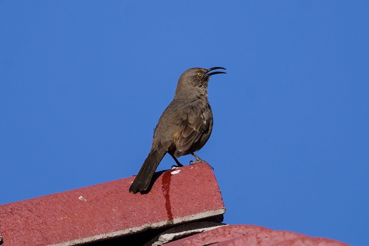 Curve-billed Thrasher - ML311799261