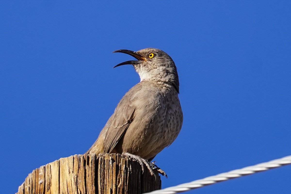 Curve-billed Thrasher - ML311799271