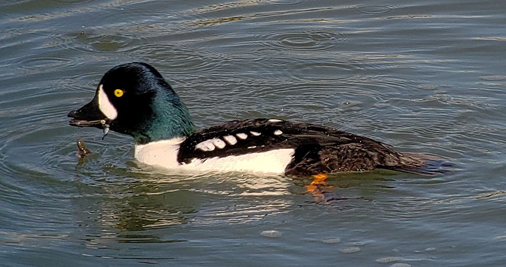 Barrow's Goldeneye - ML311801791