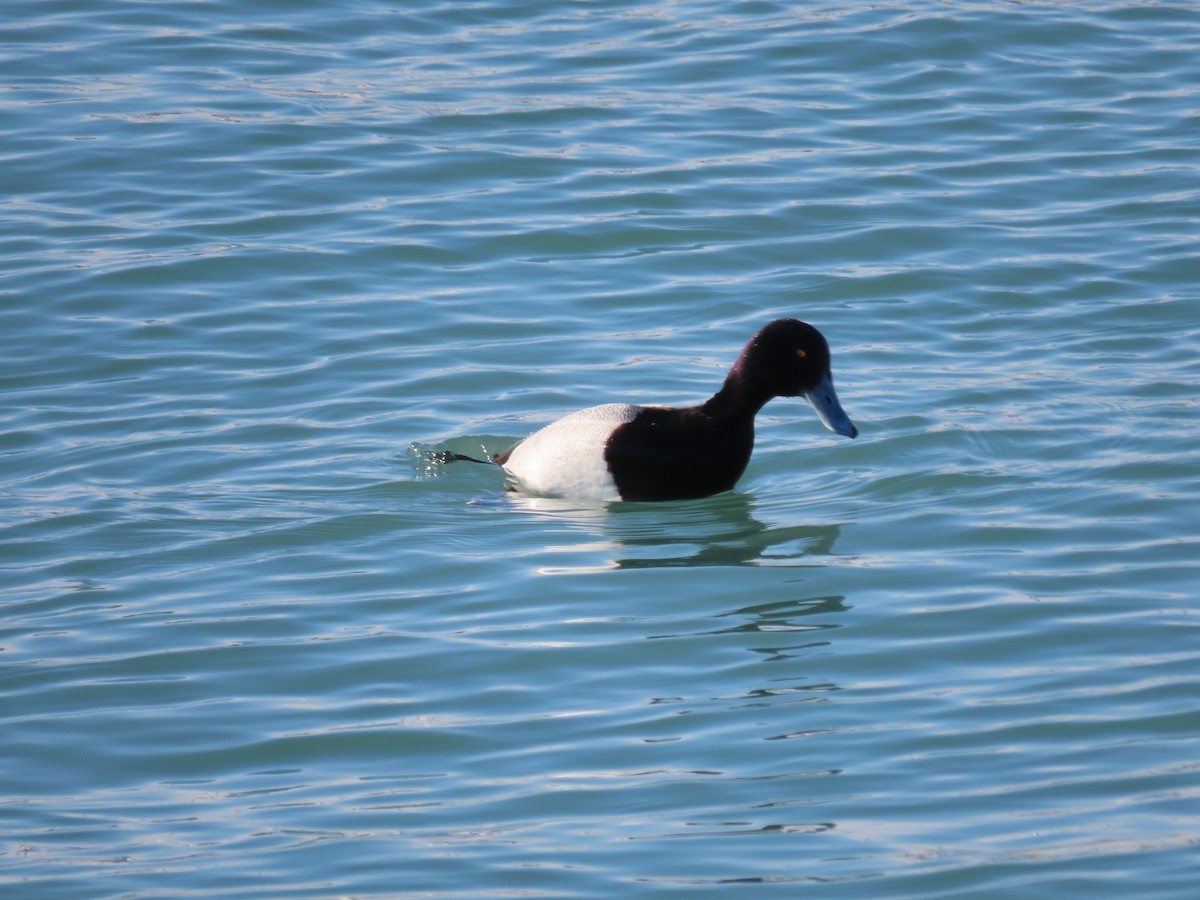 Lesser Scaup - ML311802381