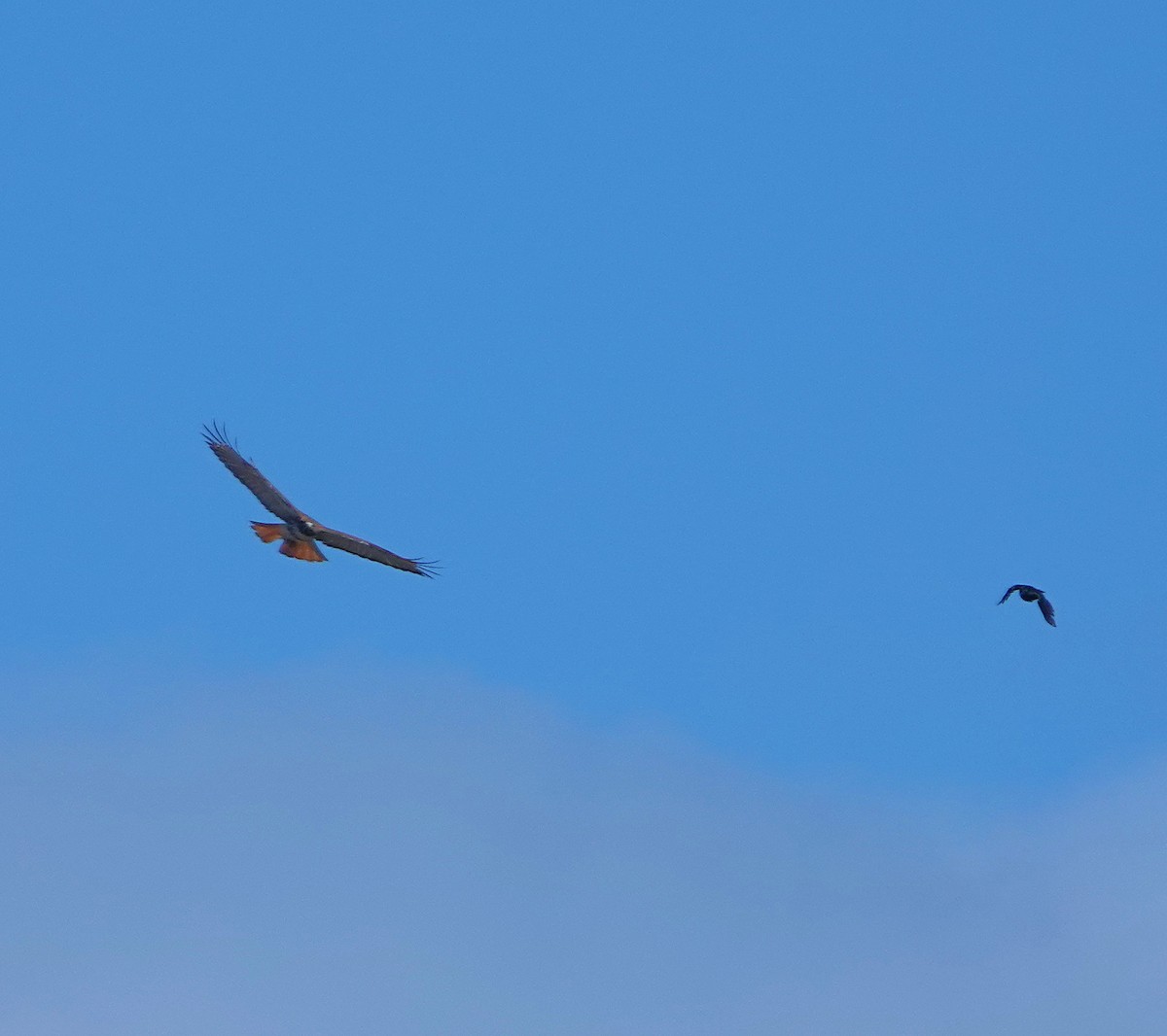 Red-tailed Hawk - ML311803131