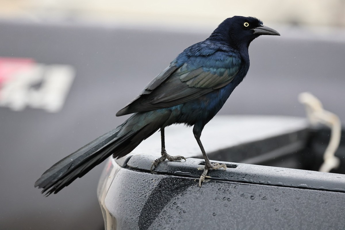 Great-tailed Grackle - Paul Bielefeldt